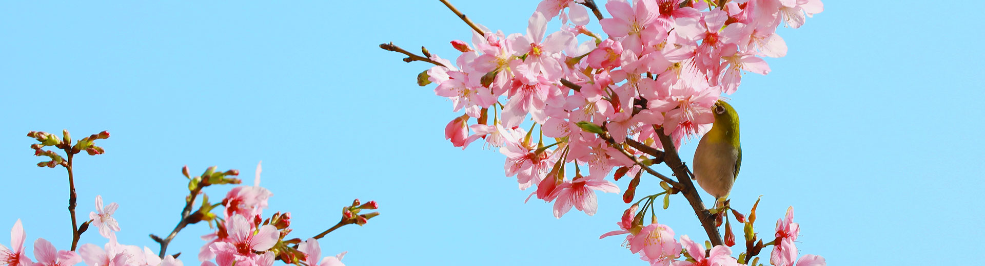 赏金船长BLOG